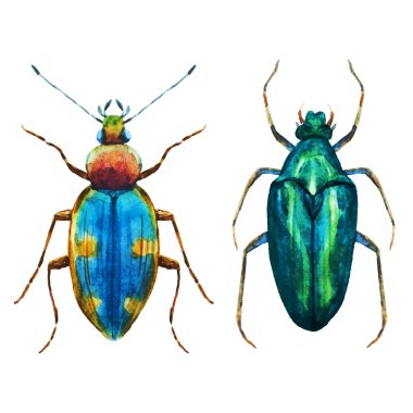 Watercolor bug beetle clipart