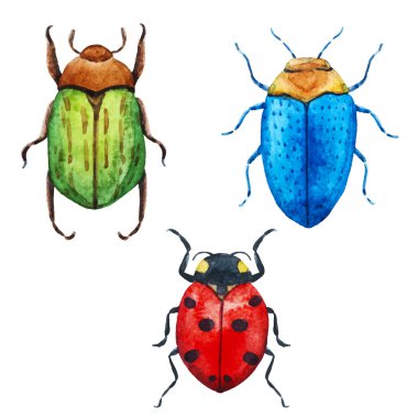 Sulu Boya hata böceği