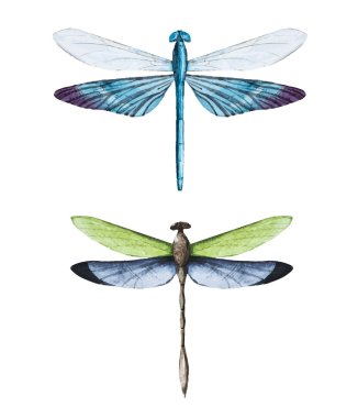 Watercolor dragonflies clipart