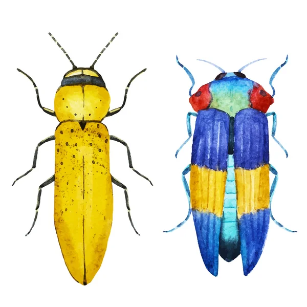 Escarabajo insecto acuarela — Archivo Imágenes Vectoriales