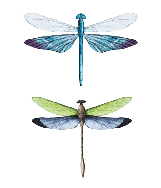 Watercolor dragonflies — Stock Vector