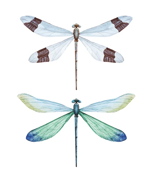 Watercolor dragonflies — Stock Vector