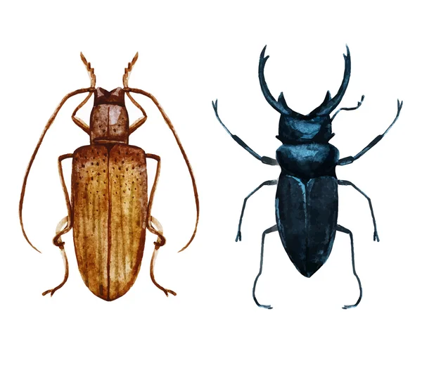 Escarabajo insecto acuarela — Archivo Imágenes Vectoriales