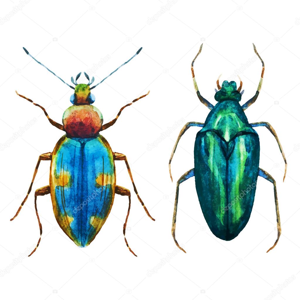 Watercolor bug beetle