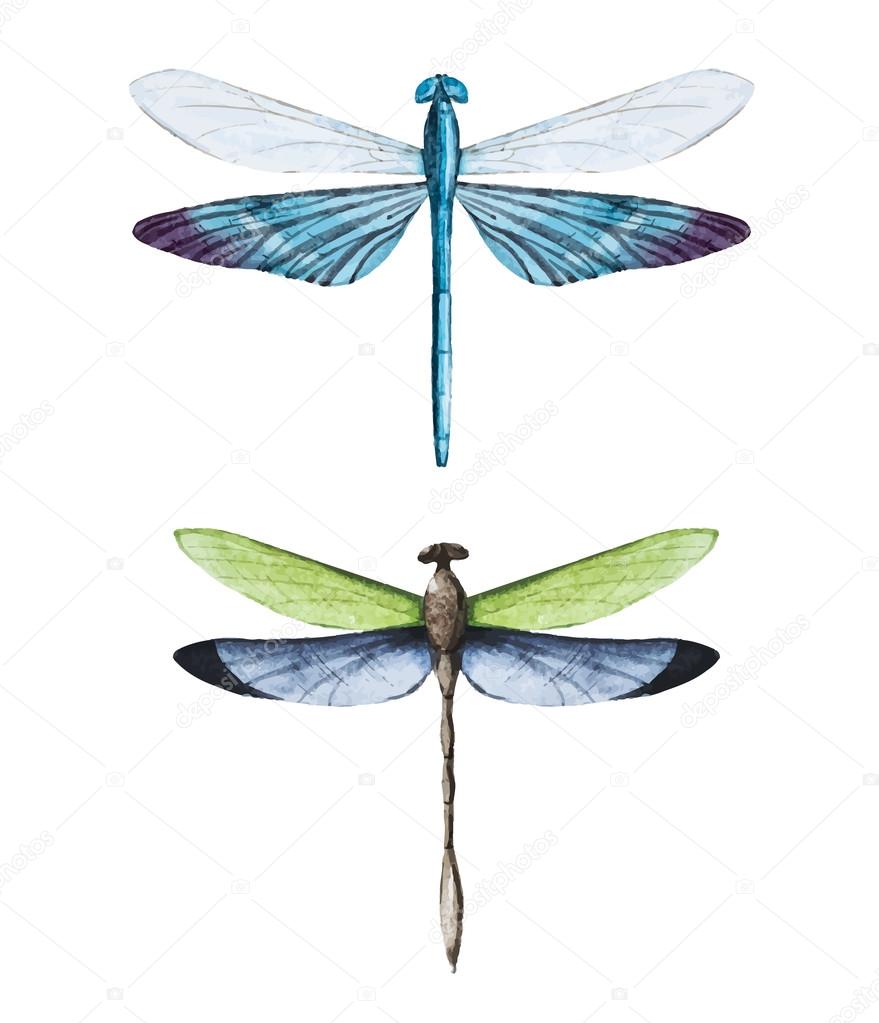 Watercolor dragonflies