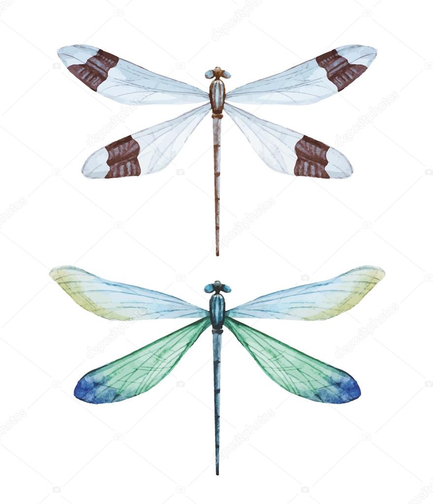 Watercolor dragonflies