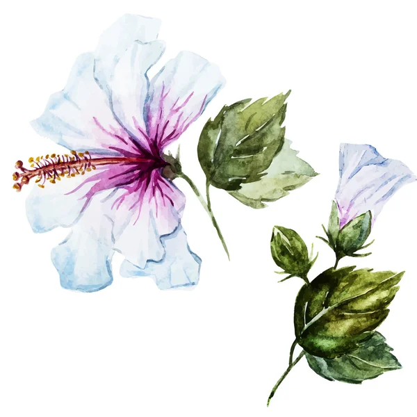 Aquarell-Hibiskusblüte — Stockvektor