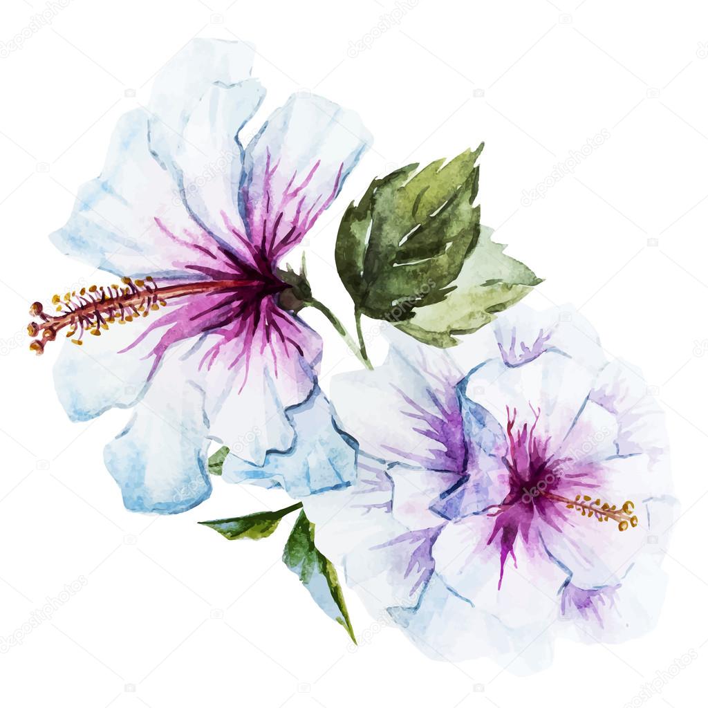 Watercolor hibiscus flower