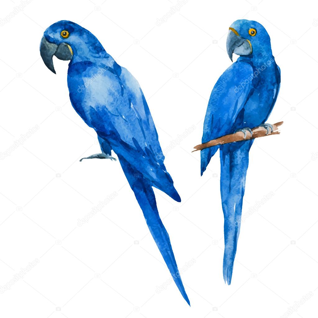 Nice watercolor blue parrots