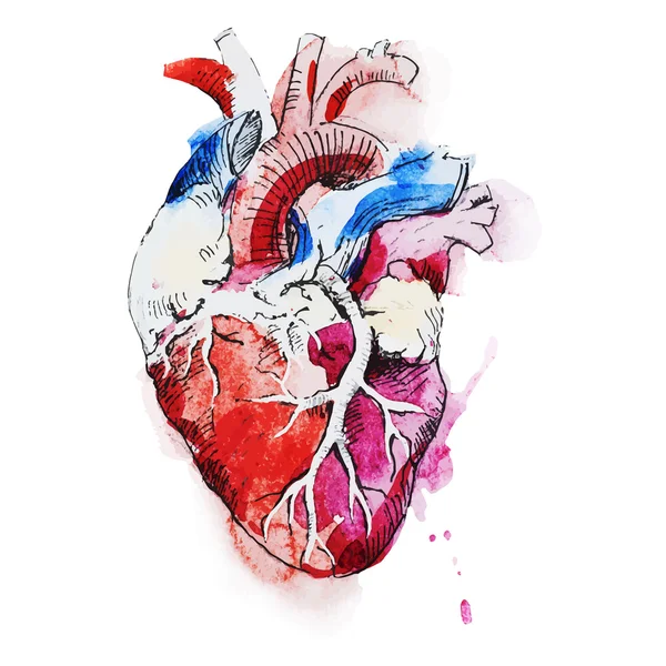 Watercolor human heart — Stock vektor