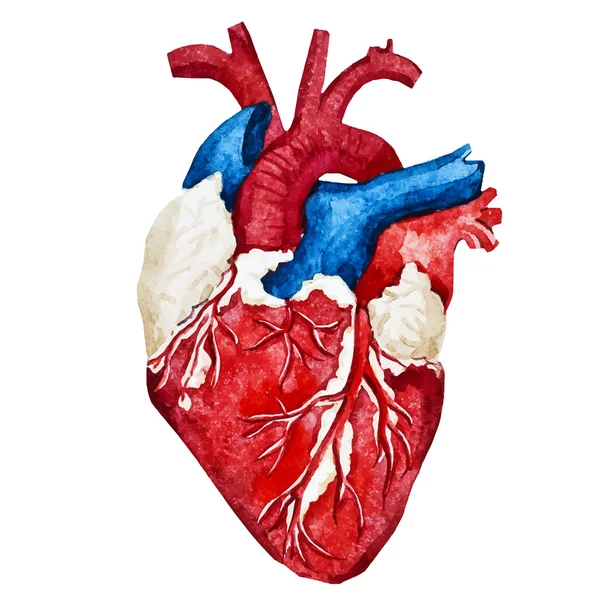 Watercolor human heart — Stok Vektör