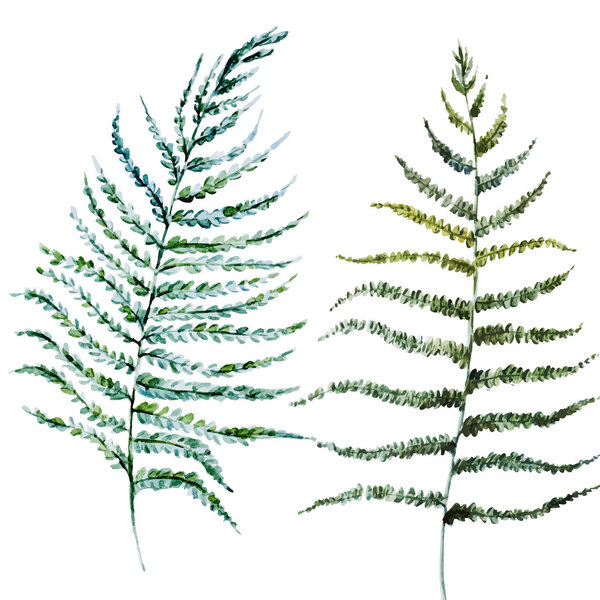 Watercolor fern leaves