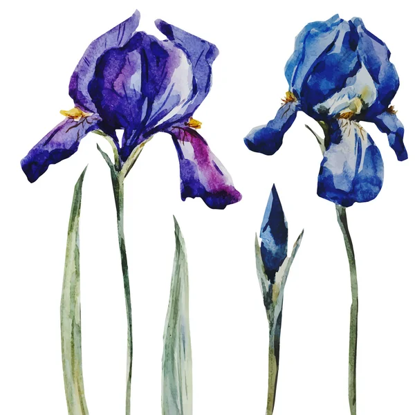 Szép akvarell virágok — Stock Vector