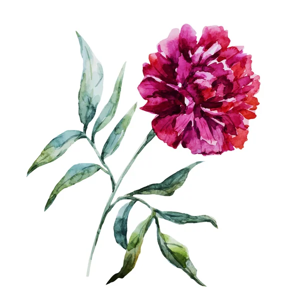 Acuarela peonía flor — Vector de stock