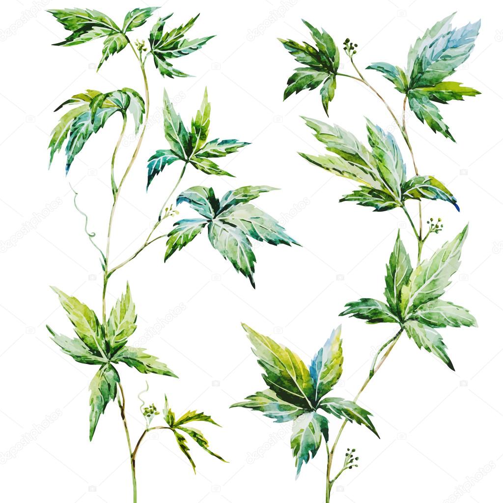 Watercolor vector creepers Stock Vector Image by ©ZeninaAsya 76871409