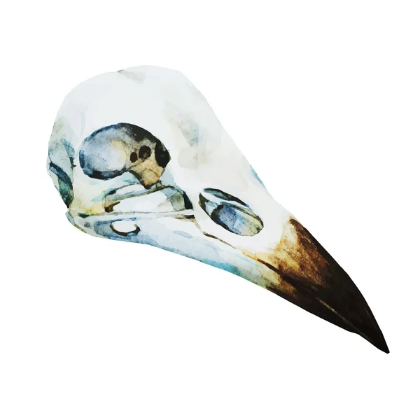 Акварельний череп птахів — стоковий вектор
