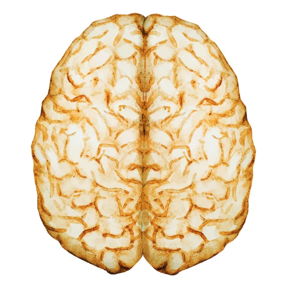 Watercolor brain — Stock Vector
