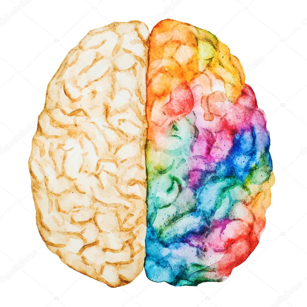 Watercolor brain — Stock Vector © ZeninaAsya #77116157