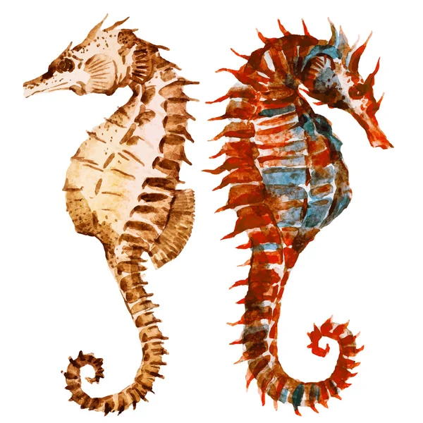 Watercolor seahorses — Stock Vector