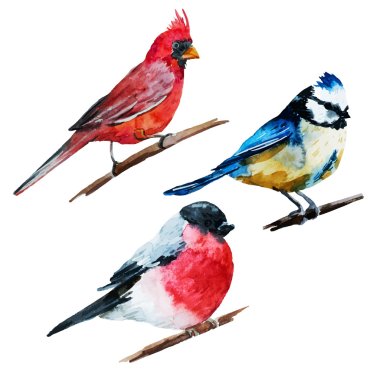 Watercolor birds clipart