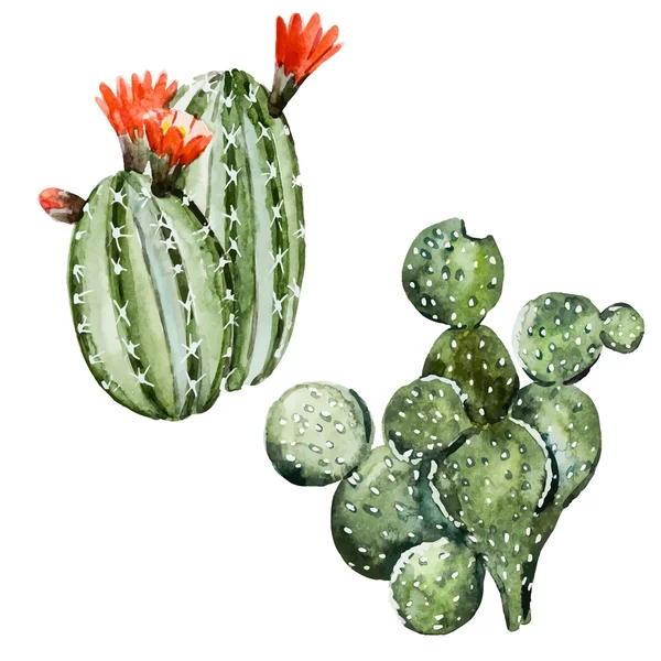 Cactus aquarelle — Image vectorielle