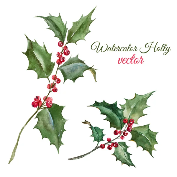 Christmas holly flower — Stock Vector
