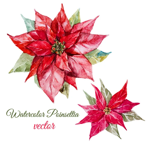 ポインセチアの花 — ストックベクタ