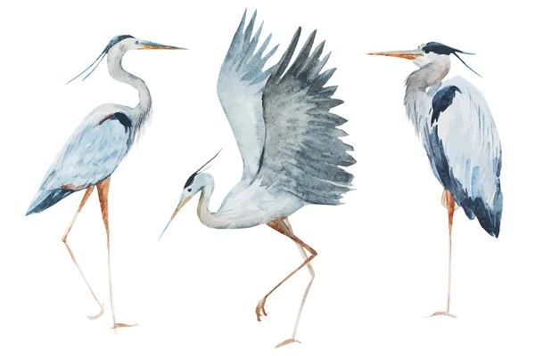 Aquarel heron vogels — Stockvector