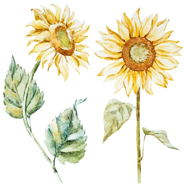 Watercolor sunflowers — Stock Vector