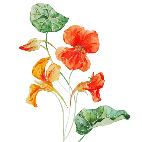Acquerello fiore nasturzio — Vettoriale Stock