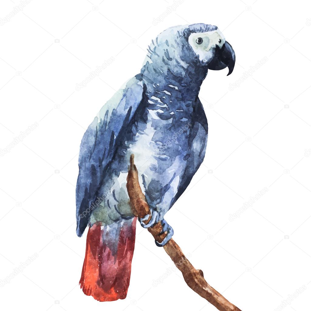 Watercolor parrot