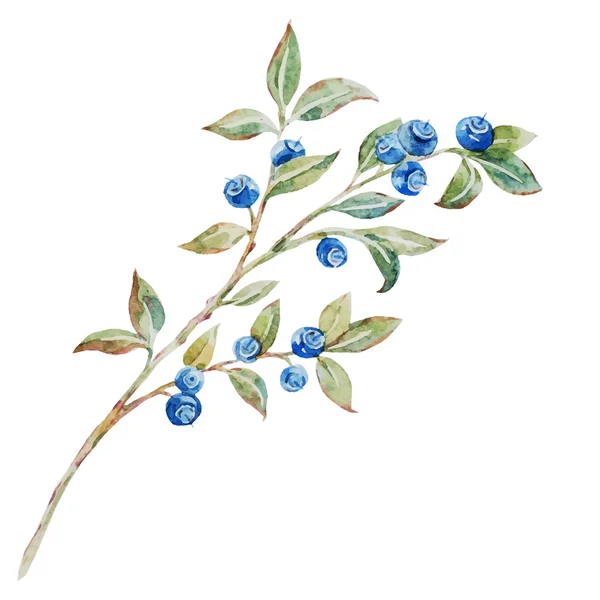 水彩矢量蓝莓 — 图库矢量图片