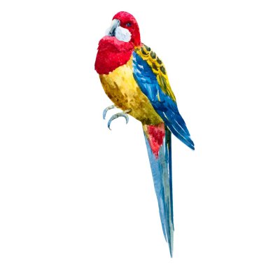 Suluboya rosella kuş