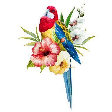 Suluboya rosella kuş