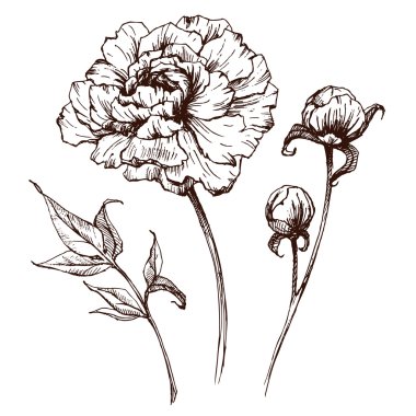 Vektör grafik çiçekler