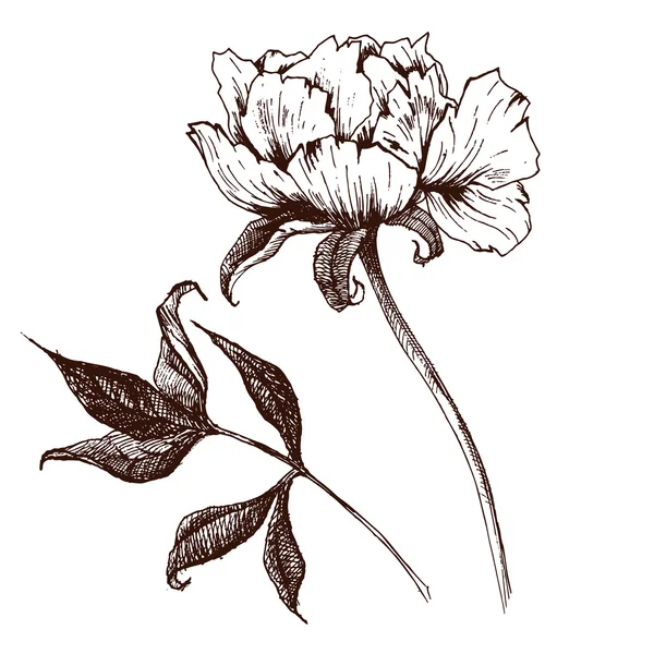 Vektorgrafische Blumen — Stockvektor