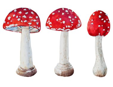 Suluboya vektör amanita mantar