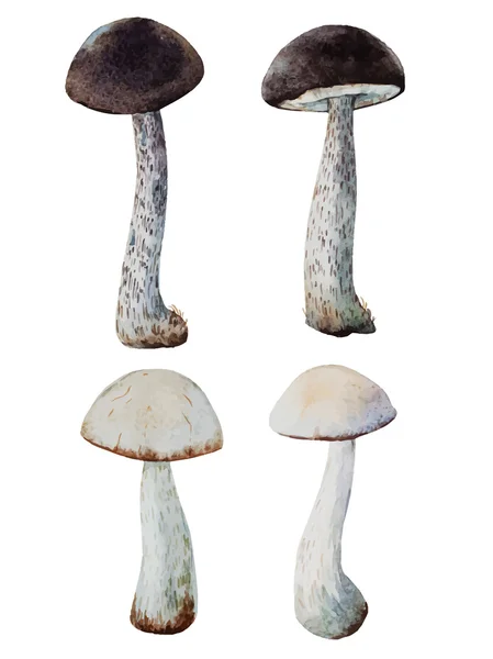 Watercolor vector mushrooms — Stock Vector