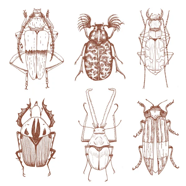 Buen vector escarabajos dibujados a mano — Archivo Imágenes Vectoriales