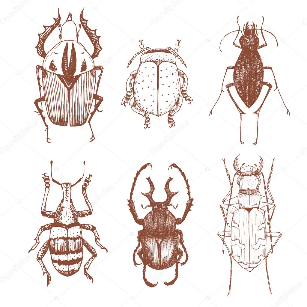 Nice vector hand drawn beetles