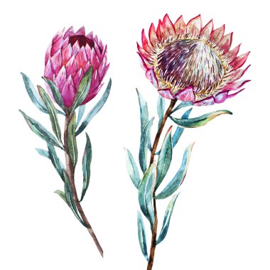 Suluboya tropikal çiçek protea