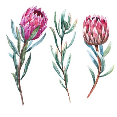 Watercolor tropical flower protea clipart