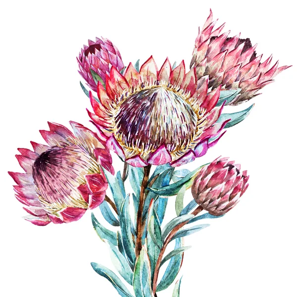Watercolor tropical flower protea — Stock Vector