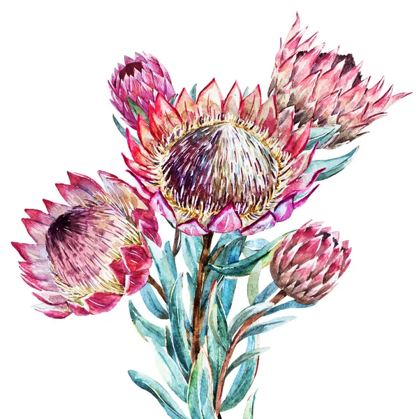 Aquarell tropische Blütenprotea — Stockvektor