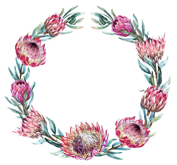 Watercolor tropical protea wreath — Stock Vector