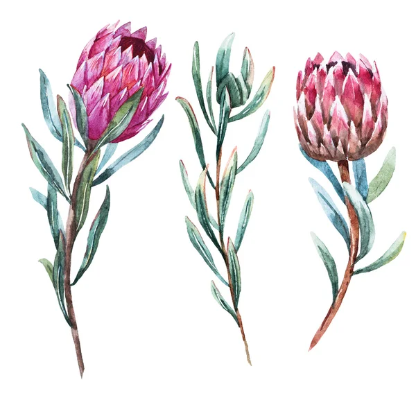 Aquarela flor tropical protea — Vetor de Stock