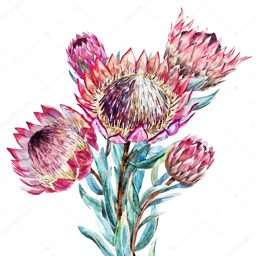 Watercolor tropical flower protea