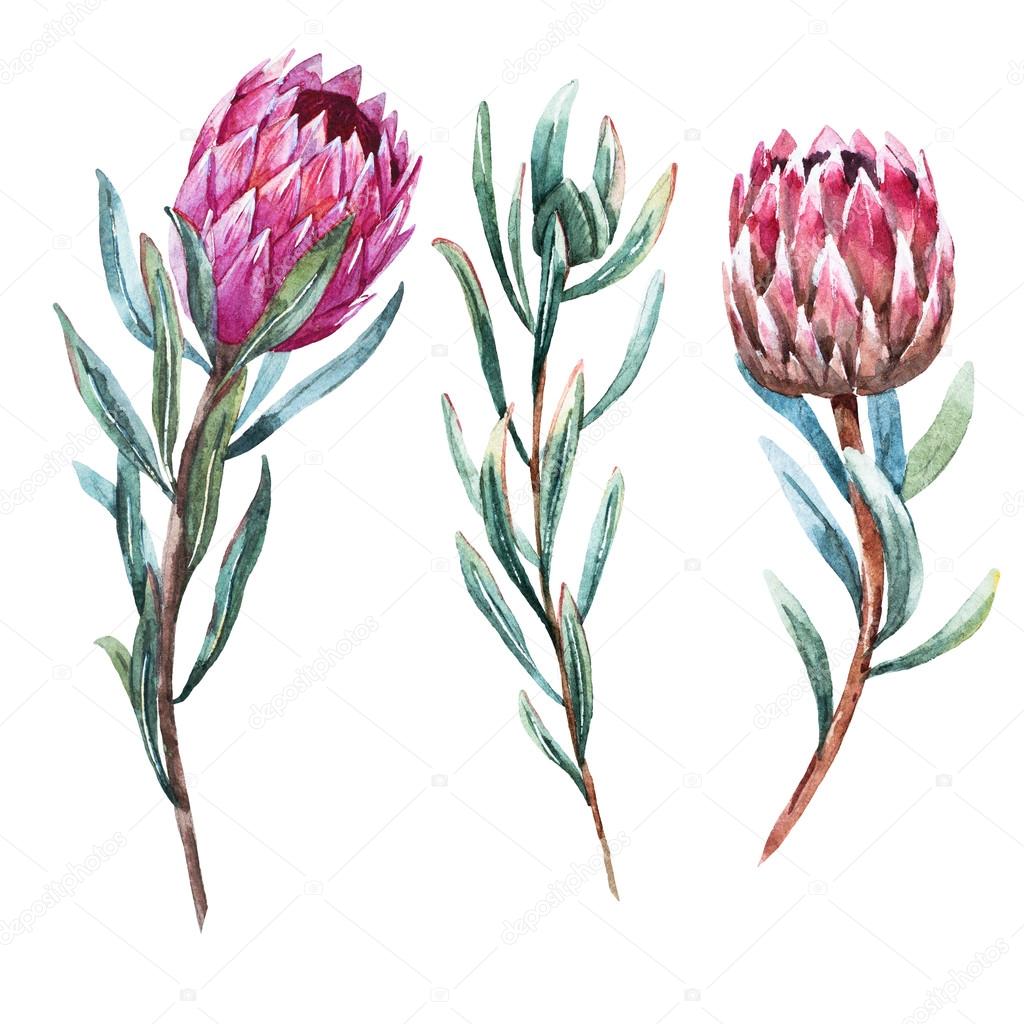 Watercolor tropical flower protea