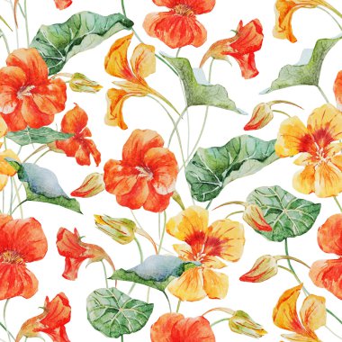 Suluboya nasturtium çiçek deseni