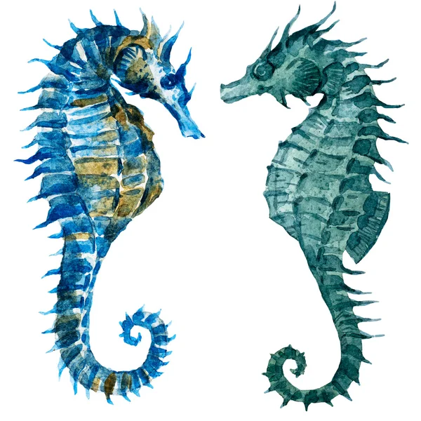 Watercolor seahorses — Stock Photo, Image